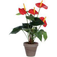 Anthurium - Vepabins