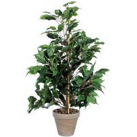 Ficus Exotica 65 cm - Vepabins