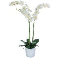 Phalaenopsis orchidee 100 cm - Vepabins