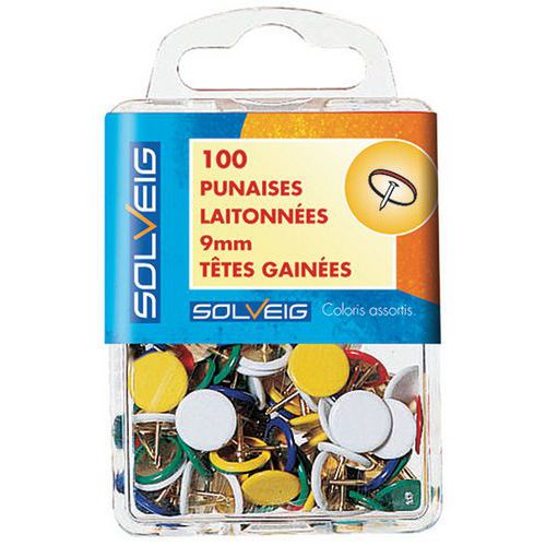 Punaise à tête plate