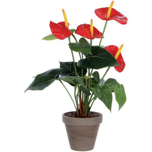 Anthurium - Vepabins