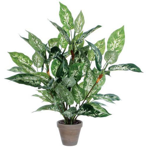 Dieffenbachia - Vepabins